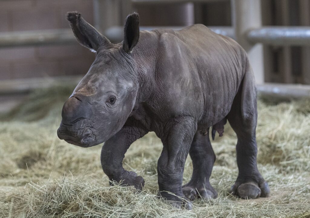 rinoceronte blanca zoologico atlanta