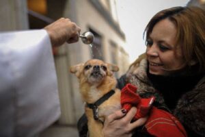 Miles de animales reciben la “bendición de Dios” en una tierna tradición.