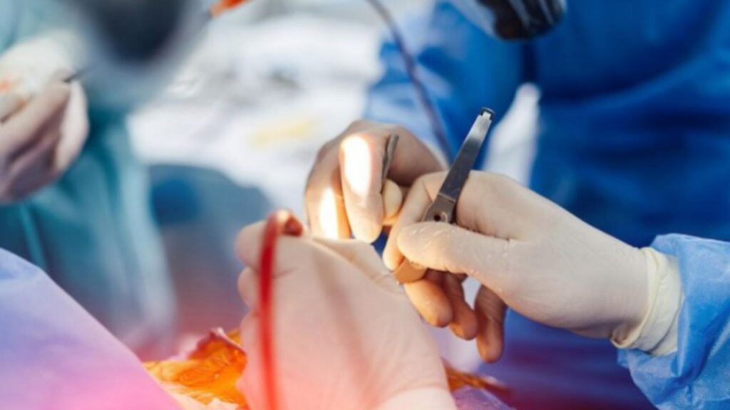 Un hígado de cerdo modificado logró filtrar con éxito la sangre de un humano