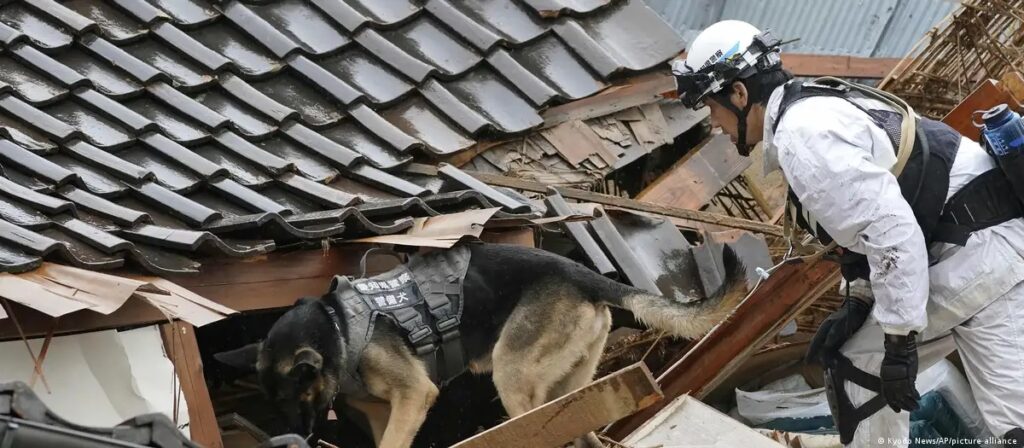 japon perro Perro rescatista