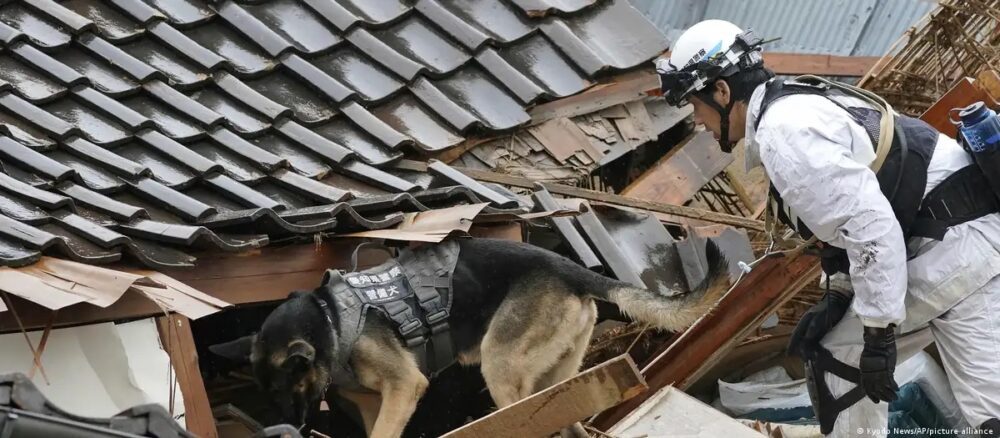 japon perro Perro rescatista
