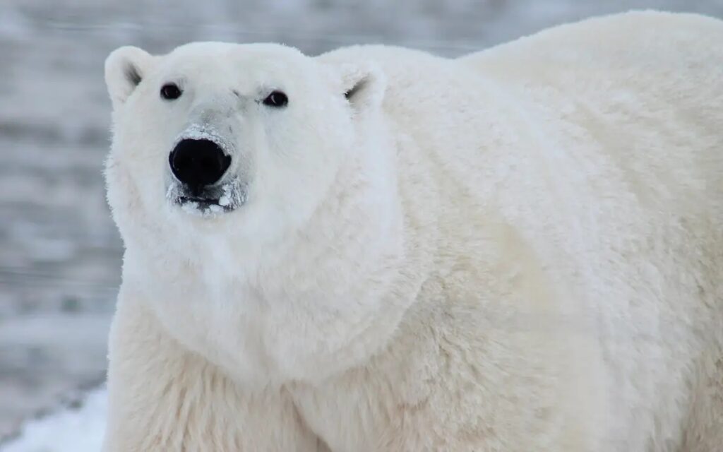 oso polar gripe aviar alaska