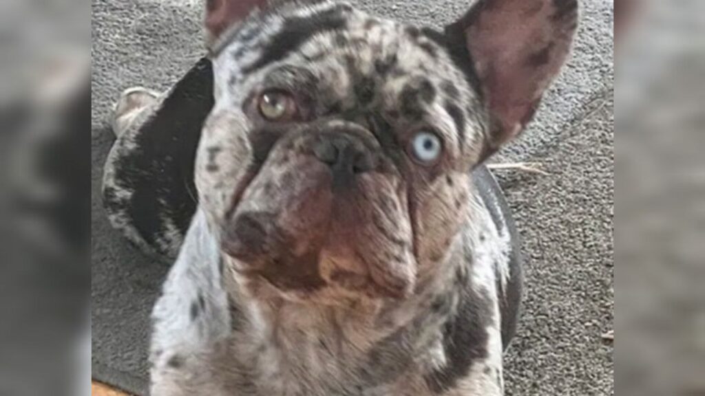 Mujer se sube al capó de un carro en un intento de evitar el robo de su mascota