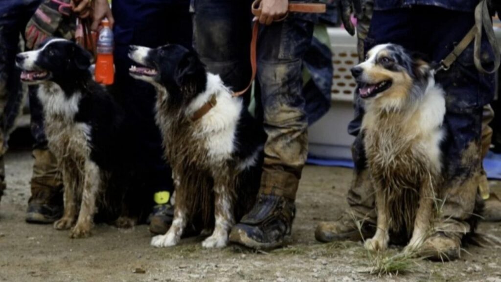 Angustioso rescate: Con perros rastreadores buscan a diez soterrados en Colombia