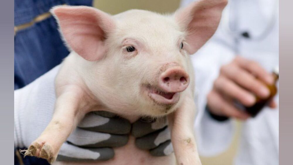 ¡Increíble! Crean cerdos modificados para trasplantes de órganos a humanos