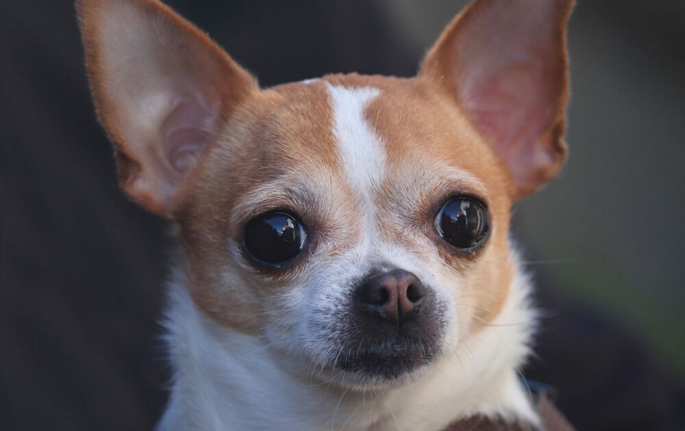 Los perros “enojones” pueden ser los más inteligentes que los demás