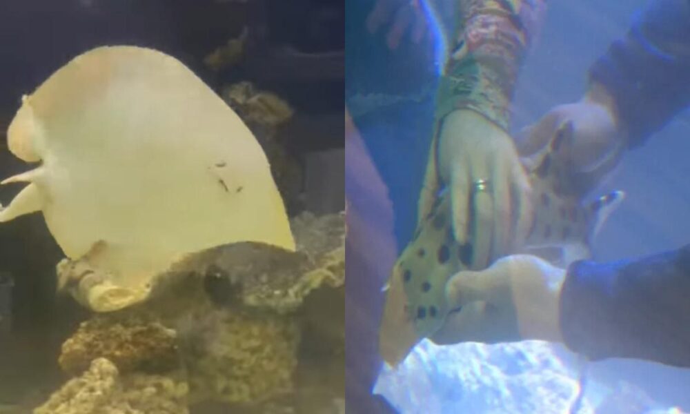 Raya solitaria quedó embarazada de un tiburón en un acuario