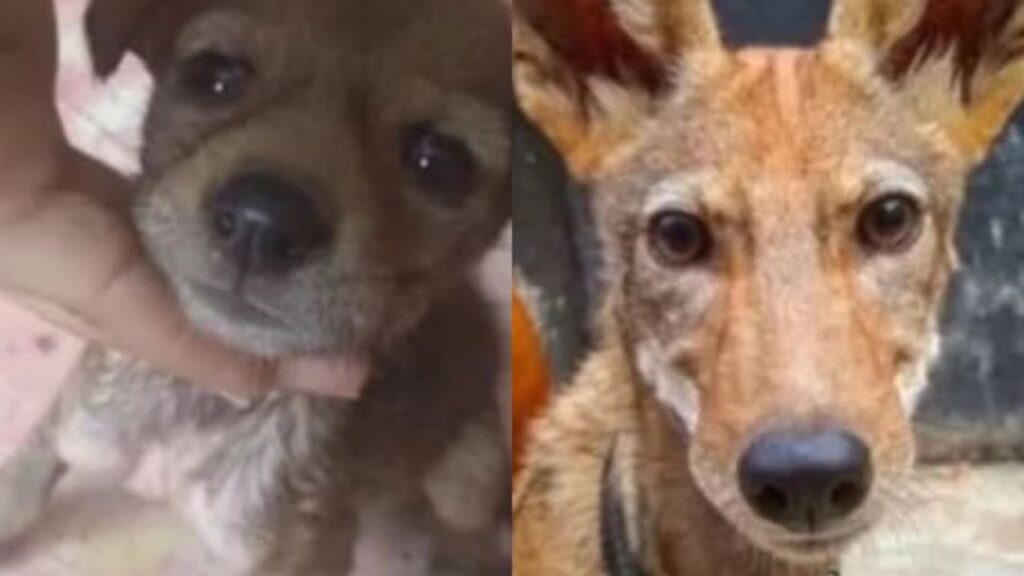 Mujer se llevó a casa un coyote creyendo que era un perrito callejero