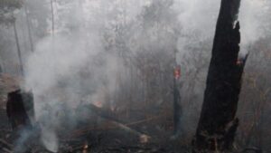Impactantes imágenes de La Tigra, el pulmón de la capital hondureña, tras voraz incendio