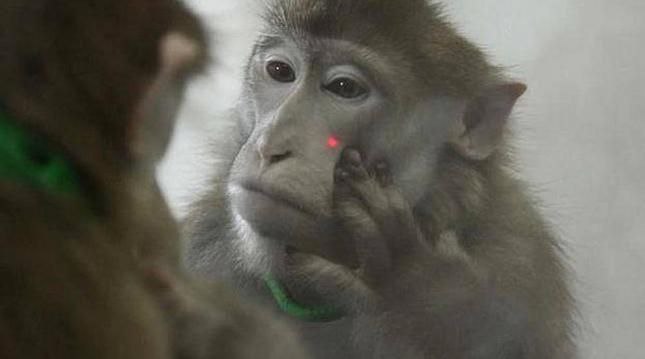 Monos ciegos recobran la visión con chip cerebral de Neuralink