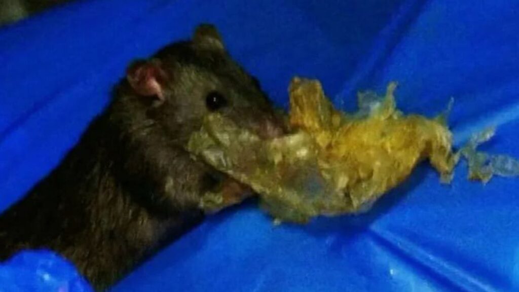 Ratas hacen de las suyas en una sede policial, se devoran la marihuana incautada