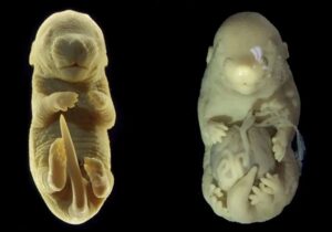 Científicos crean de manera accidental un ratón con seis patas y sin genitales