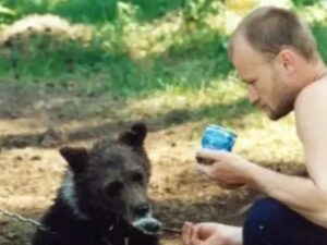 Un hombre que adoptó como mascota a un oso pardo fue devorado por el animal