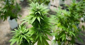 Florida to vote on marijuana legalization