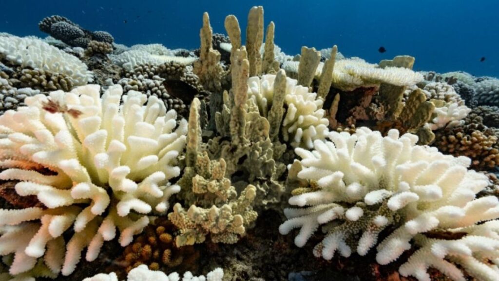 Los corales del mundo se están blanqueando a medida avanza el cambio climático