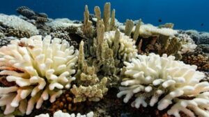 Los corales del mundo se están blanqueando a medida avanza el cambio climático