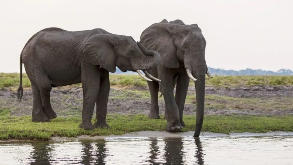elefantes botswana