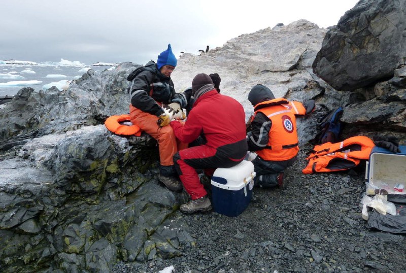 Gripe aviar sería la responsable de la muerte de miles de pingüinos en la Antártida