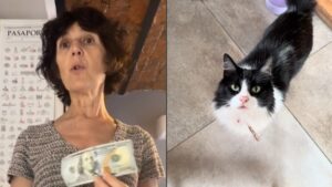 Gucci, el gatito que recibió 100 dólares de propina por acompañar a una turista en su estancia