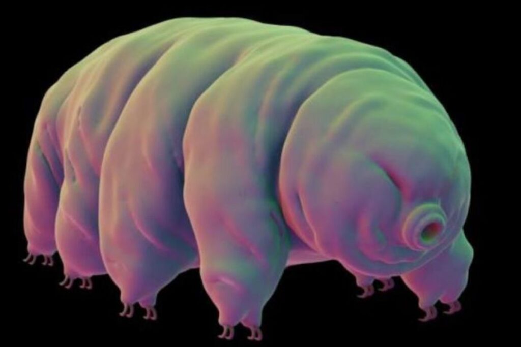 La eterna búsqueda para evitar el envejecimiento: Científicos descubren una especie indestructible