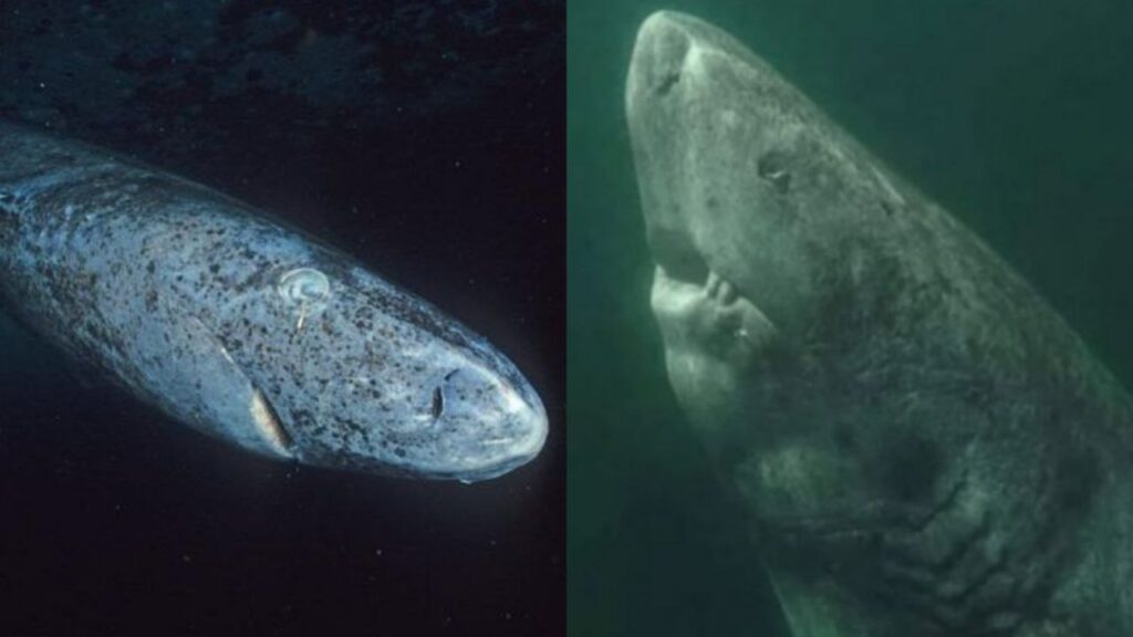Reaparece el animal más viejo del mundo, nació en 1505