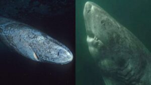 Reaparece el animal más viejo del mundo, nació en 1505