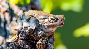El veneno de un sapo del Desierto de Sonora podría tener la clave para abordar la depresión