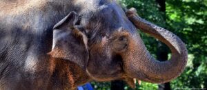 Contrabando de marfil de elefante y cuerno de rinoceronte ha disminuido