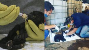 Monos mueren y caen de los árboles por intensa ola de calor
