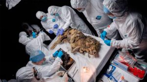 Hallan un lobo antiguo increíblemente conservado después de 44,000 años