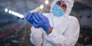 México reporta el primer caso humano de gripe aviar
