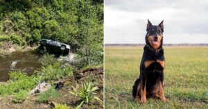 Un perro recorre 6 kilómetros para salvar a su dueño tras un accidente en Oregón