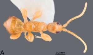 Descubren una nueva especie de avispa sin alas en Puerto Rico