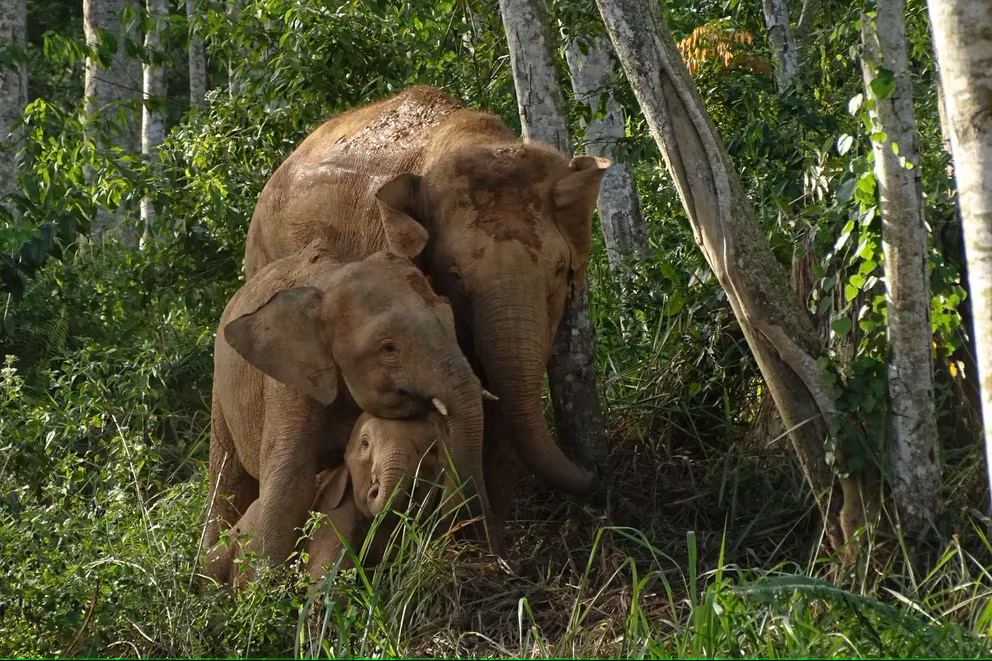elefante pigmeo borneo
