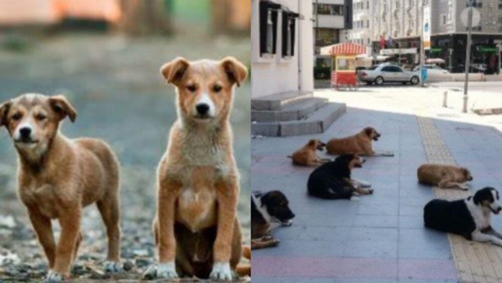 Turquía busca sacrificar a cuatro millones de perros por medio de una polémica ley