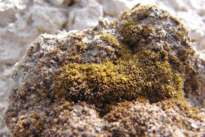 Científicos descubren un “super musgo” que podría sustentar la vida en Marte