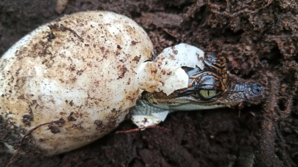 cocodrilo camboya