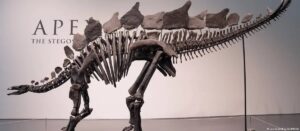 Subastan un estegosaurio de 150 millones de años