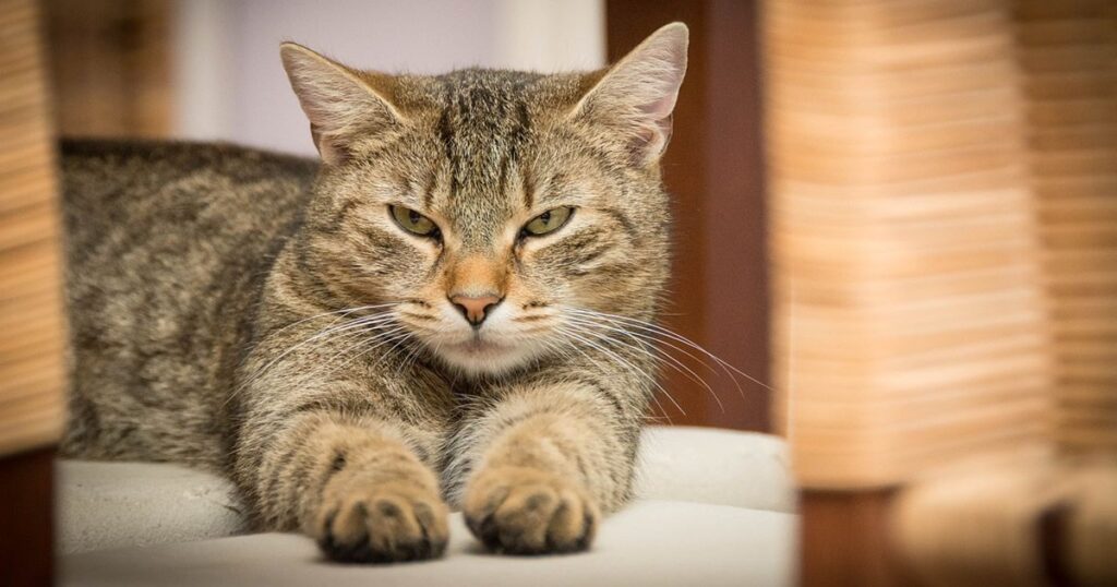 gato manipuladores