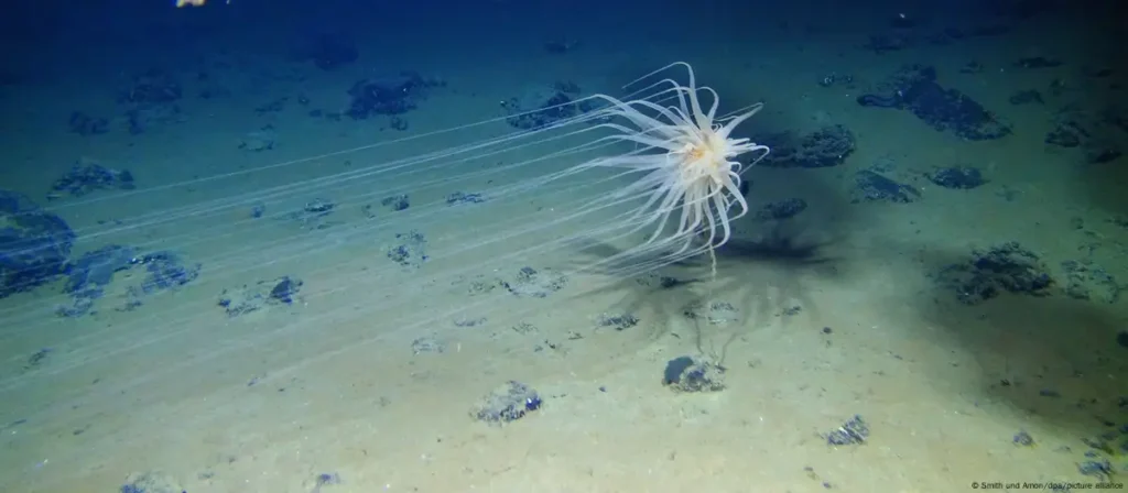 oxigeno negro oceano pacifico