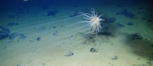 Descubren “Oxígeno Negro” en el fondo del Pacífico