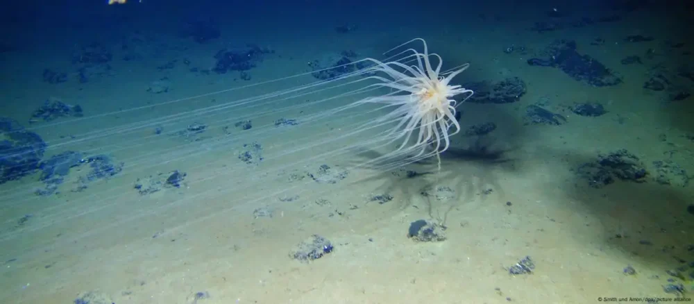oxigeno negro oceano pacifico