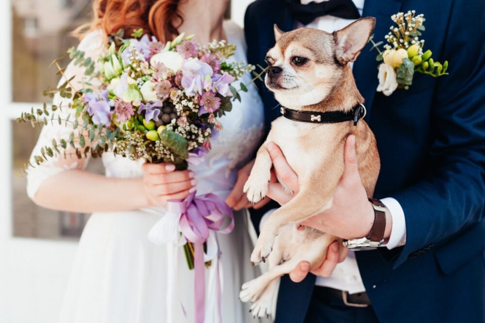 perro boda