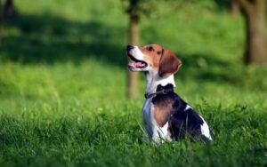 Los perros detectan el estrés humano a través del olfato y esto modifica su comportamiento
