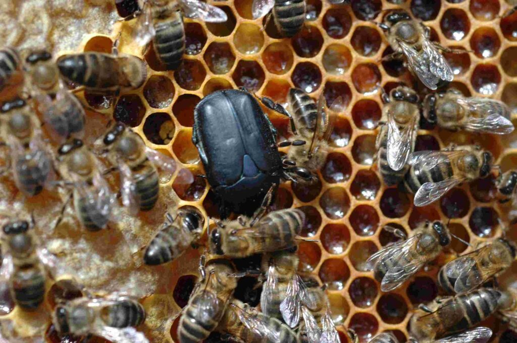 Singapur agrega escarabajos y abejas en su cadena alimenticia