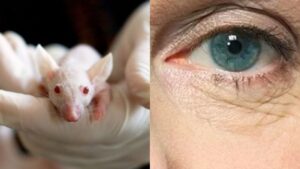Científicos logran extender 25% la vida de ratones con una droga antienvejecimiento