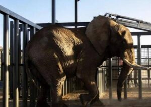 El elefante Charlie es liberado después de 40 años en cautiverio