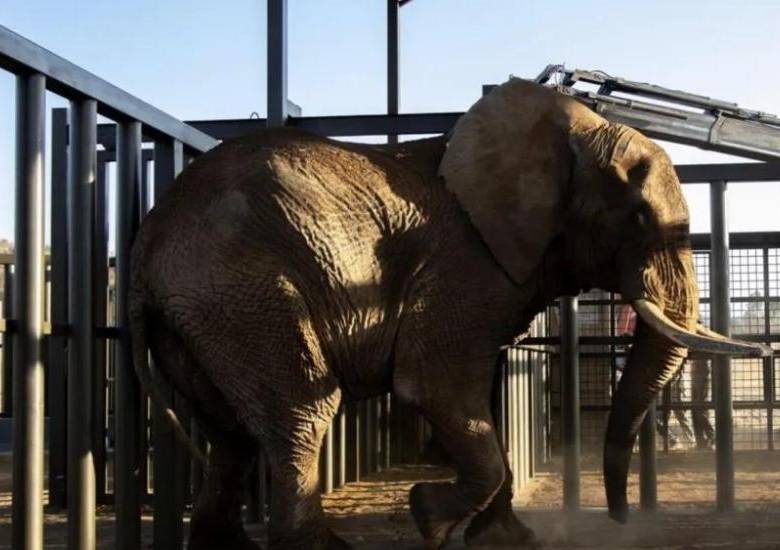 elefante , liberado