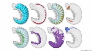 Descubren fósil de 520 millones de años con cerebro y órganos internos conservados