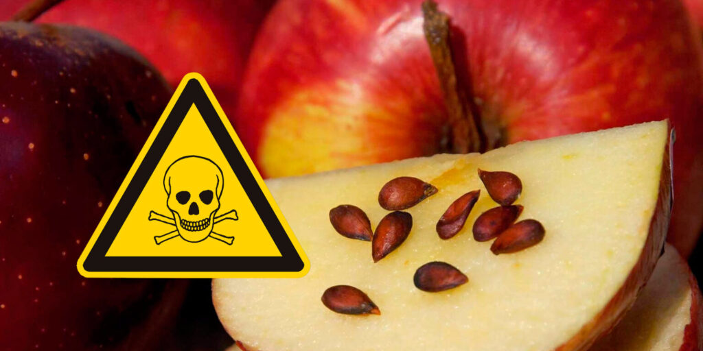 frutas toxicas veneno
